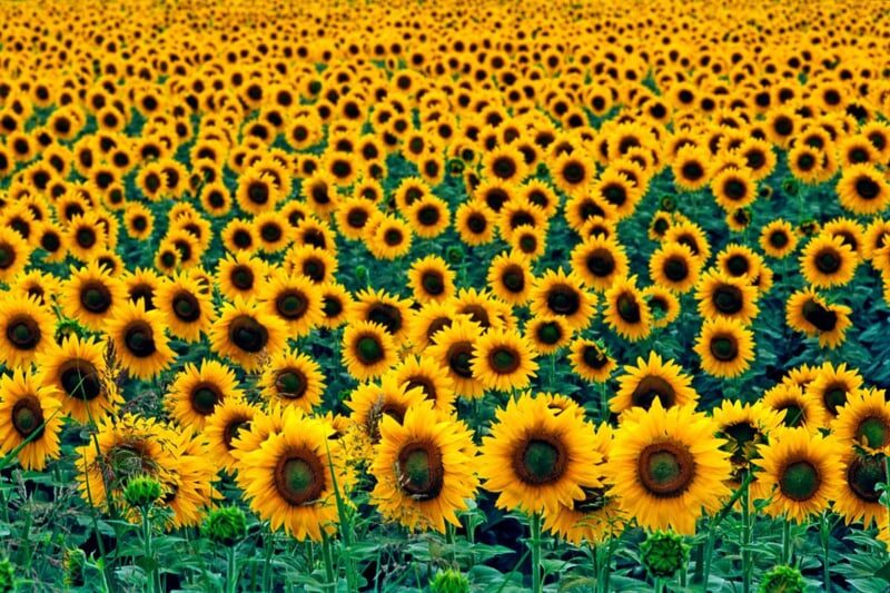 dit bericht gaat over stichting de Zonnebloem in de wijk Ruwaard